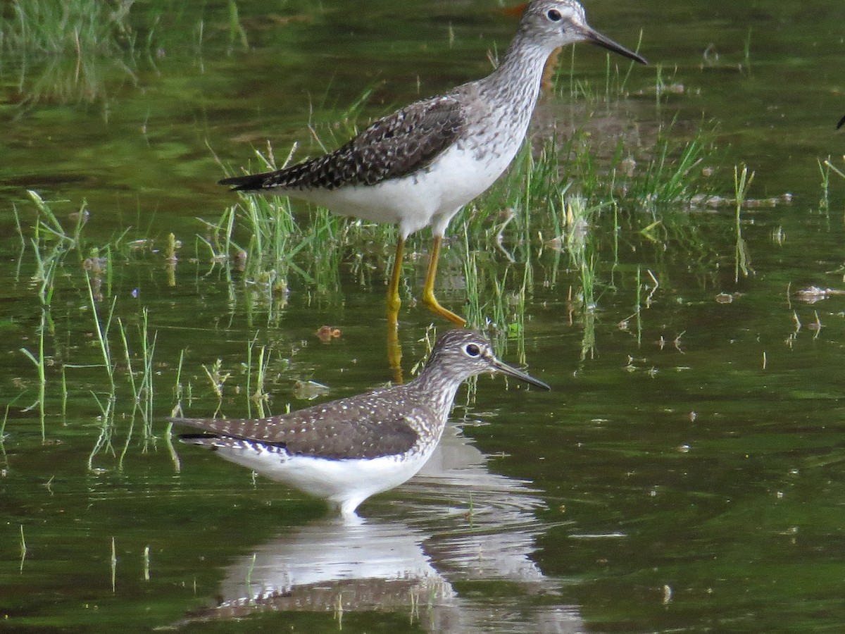 Solitary Sandpiper - WS Barbour