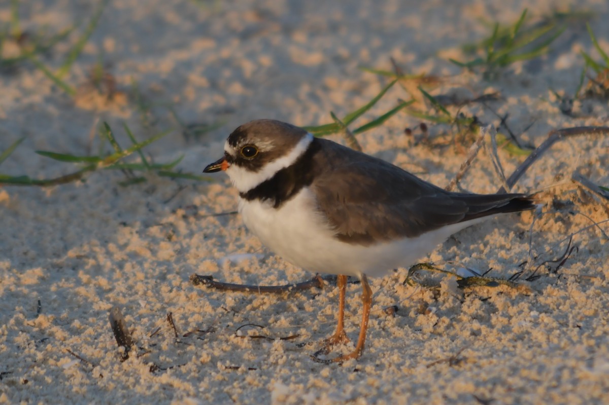 Semipalmated Plover - ML557697831