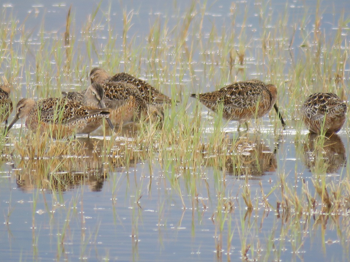 Long-billed Dowitcher - ML55769901