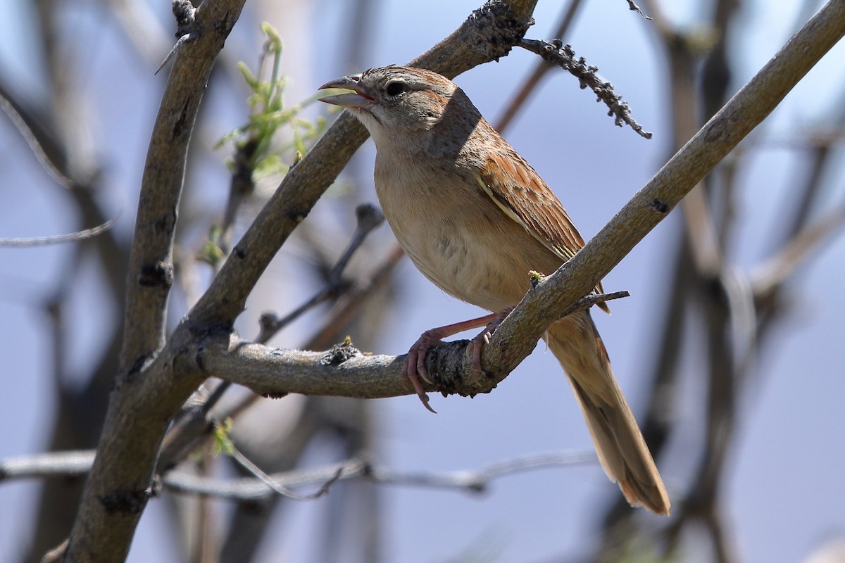 EBird Checklist 14 Apr 2023 Foothills Road Portal 31 9160 109