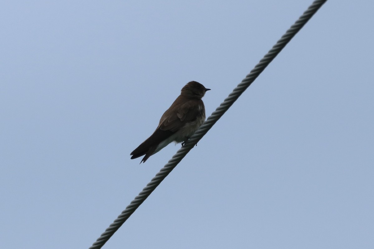 Northern Rough-winged Swallow - ML557702911