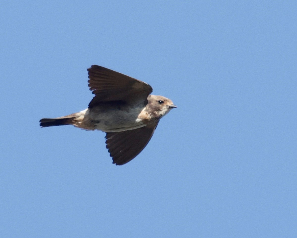 South African Swallow - ML557703511