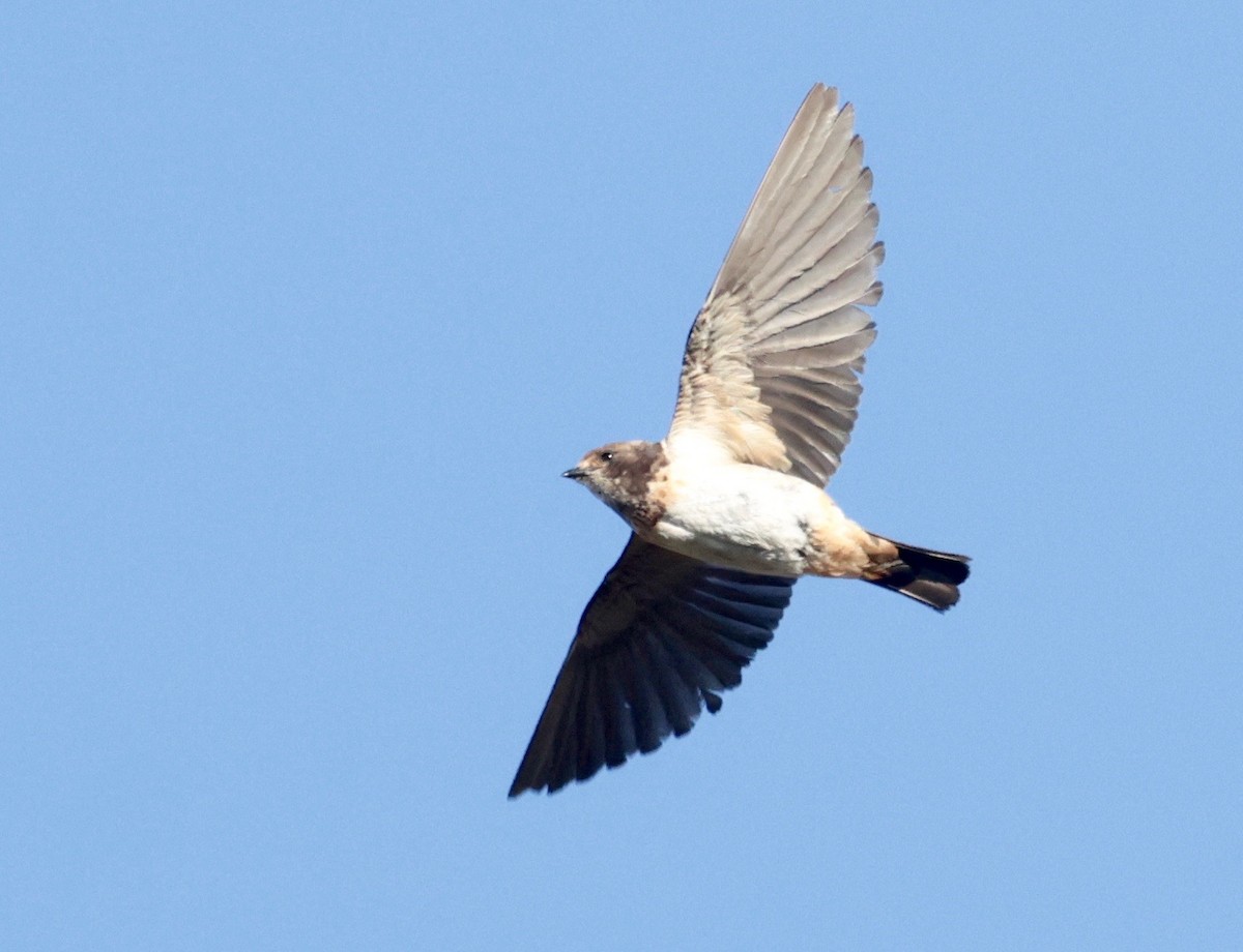 South African Swallow - ML557703541