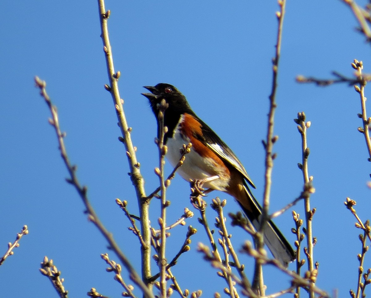 Eastern Towhee - Pam Campbell