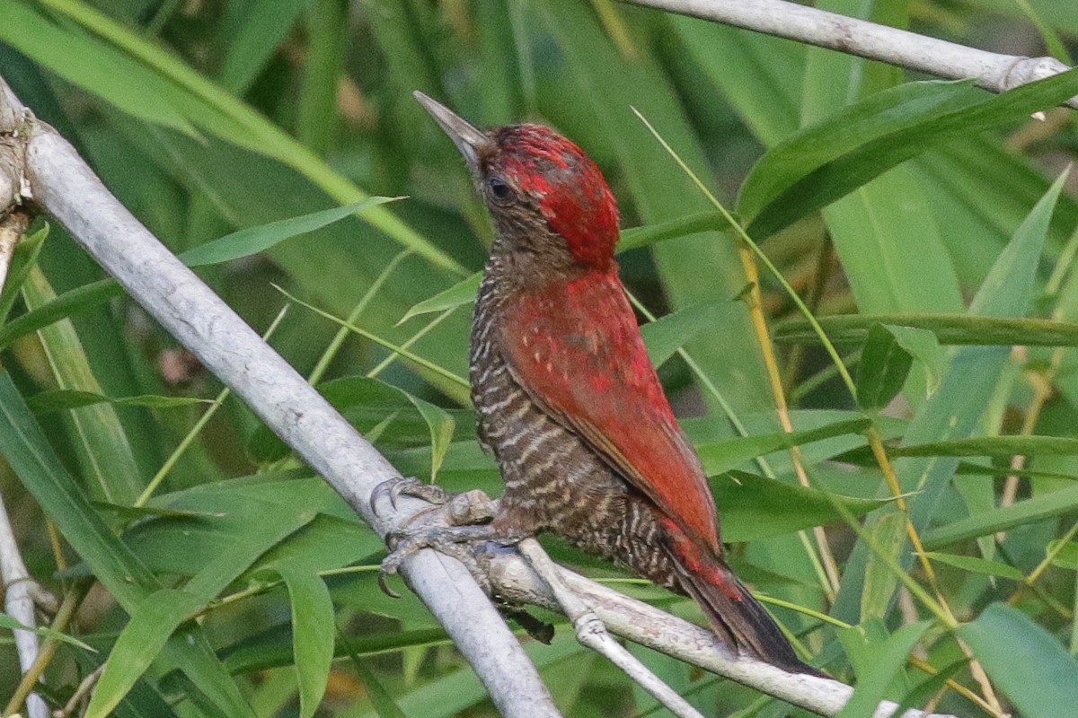 Blood-colored Woodpecker - ML557715971