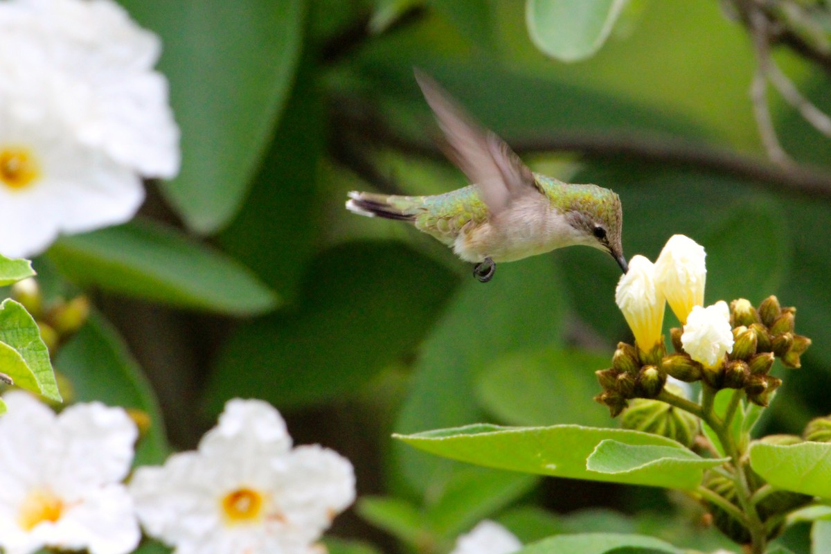 Ruby-throated Hummingbird - Robbin Mallett