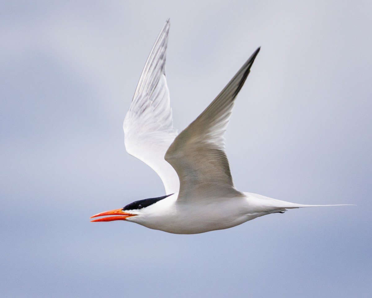 Royal Tern - Todd Fibus