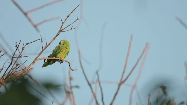 Mealy Parrot (Northern) - ML557717251