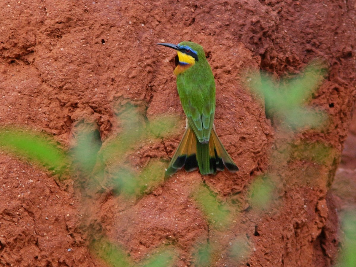 Little Bee-eater - ML557717731