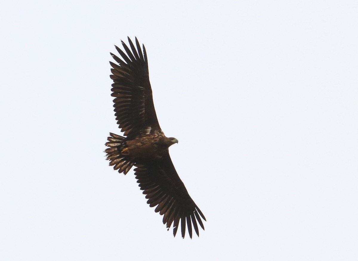 White-tailed Eagle - ML557717781
