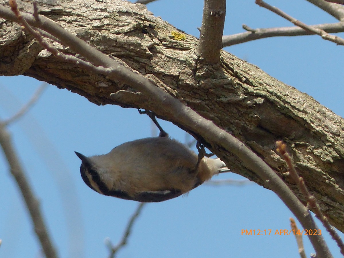 Red-breasted Nuthatch - ML557718721