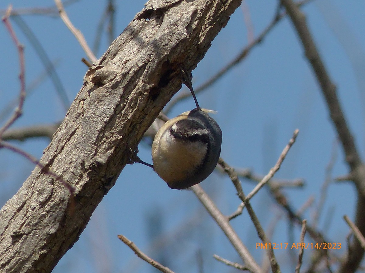 Red-breasted Nuthatch - ML557718741