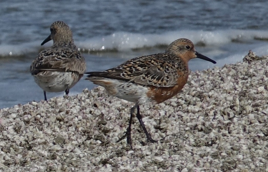 Red Knot - ML55773081