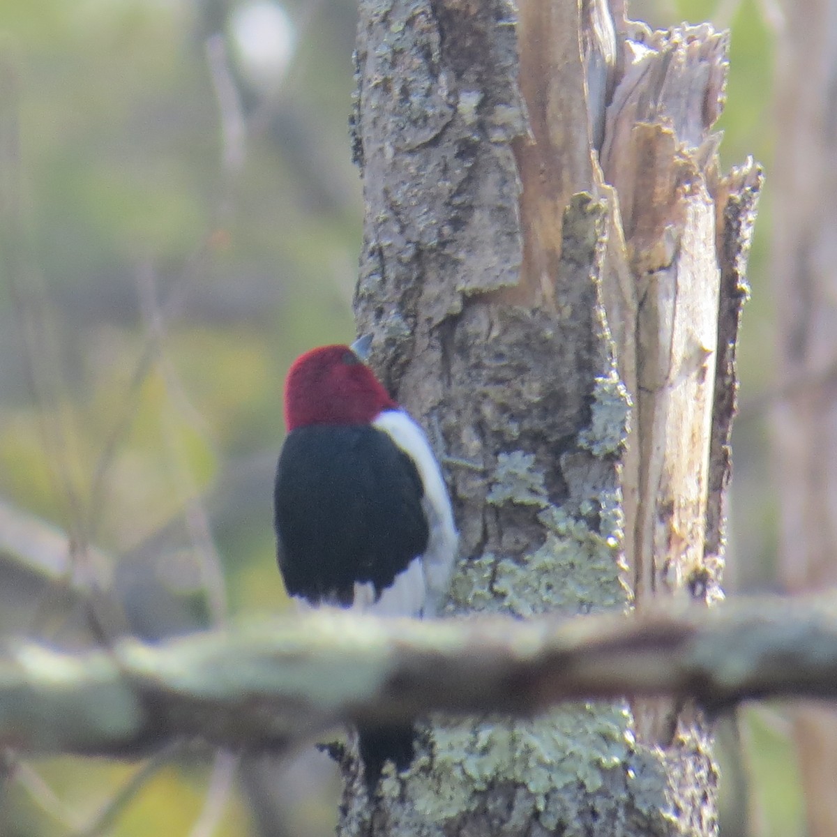 Red-headed Woodpecker - Pamela Low