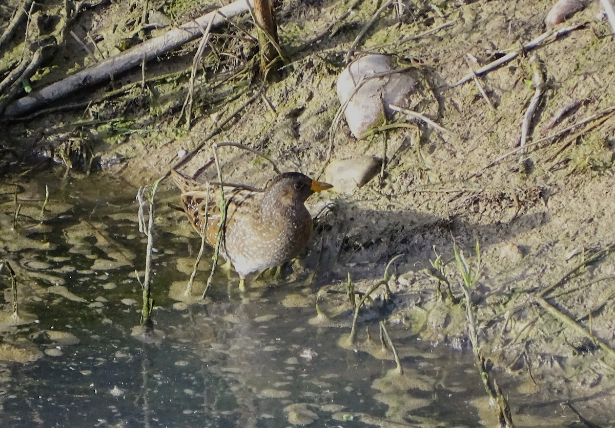 Spotted Crake - ML557743631