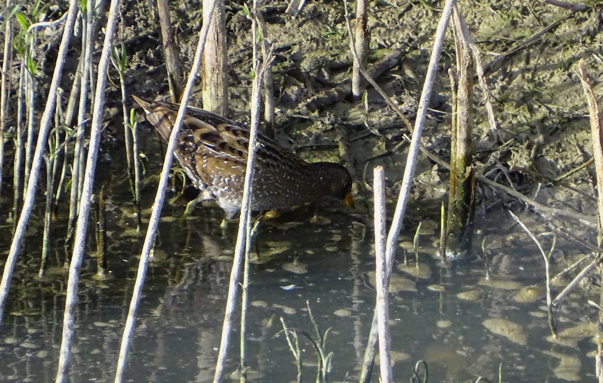 Spotted Crake - ML557744081