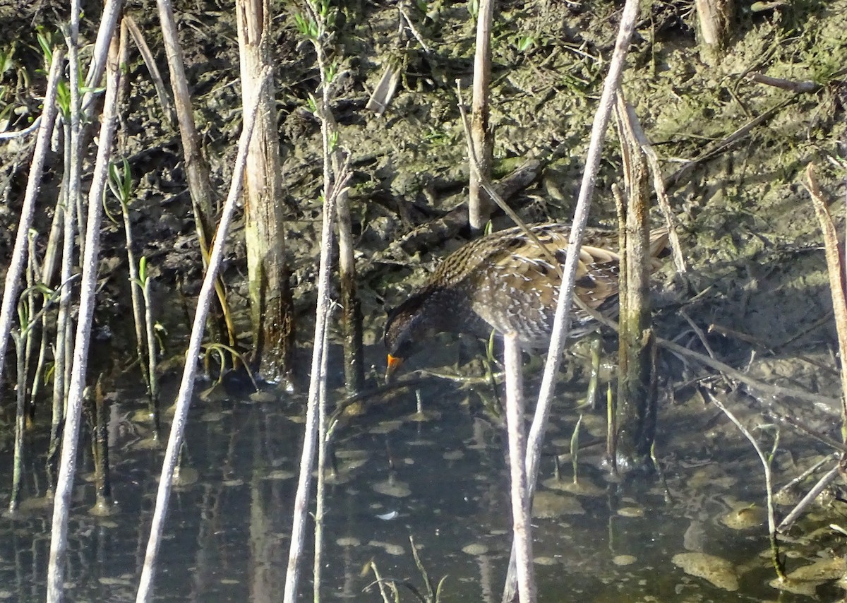 Spotted Crake - ML557744251