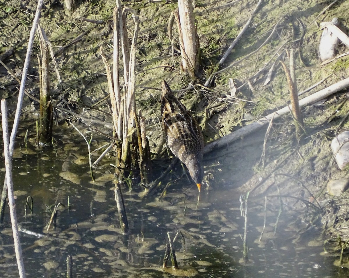 Spotted Crake - ML557744281