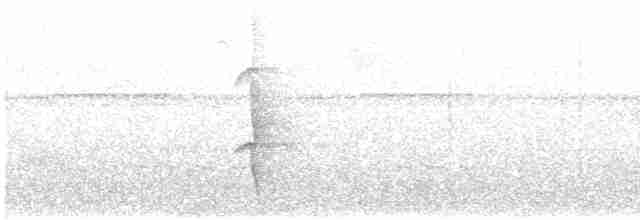 Atlantik Taçlı Tiranı - ML557746371