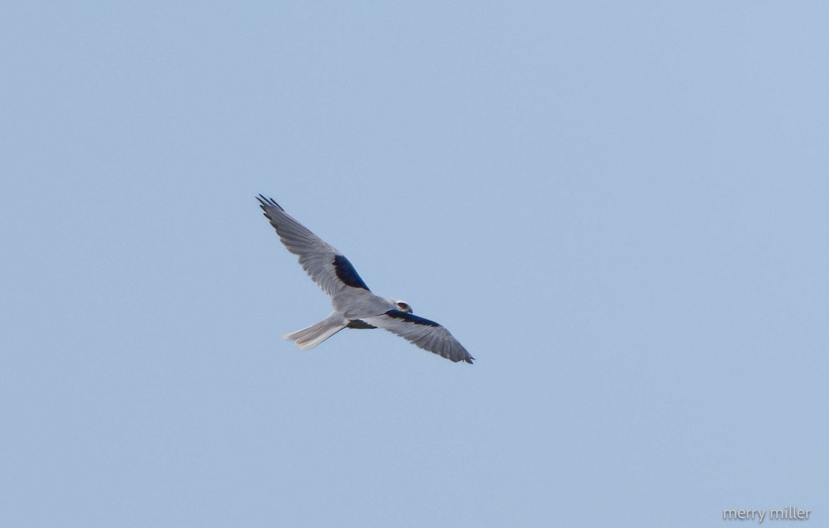 White-tailed Kite - ML557749651
