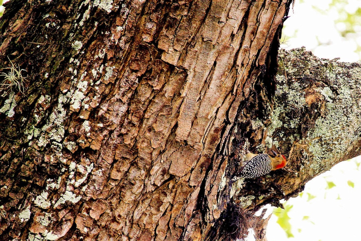 Red-crowned Woodpecker - ML557758991