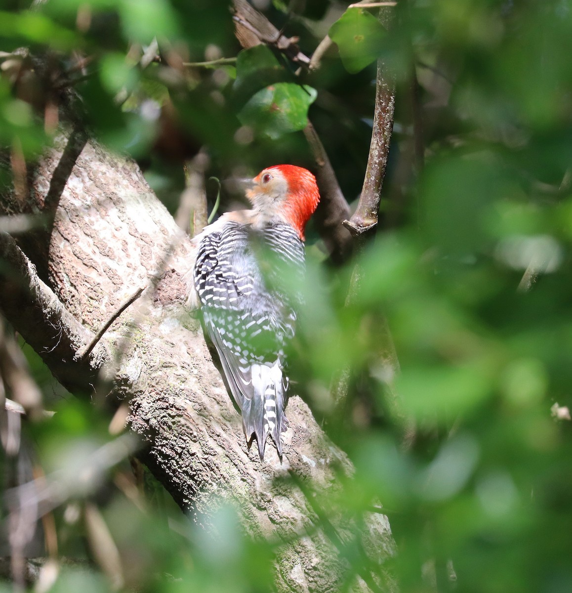 eBird Checklist 14 Apr 2023 Deer Run, Gainesville, Fl 10 species