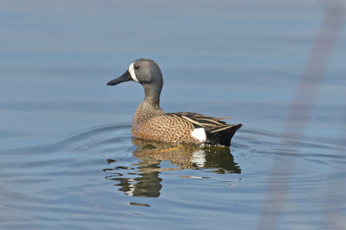 Blue-winged Teal - Michael Hatton