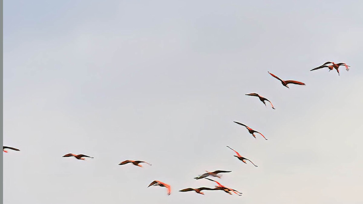 Scarlet Ibis - reinaldo aguilera a