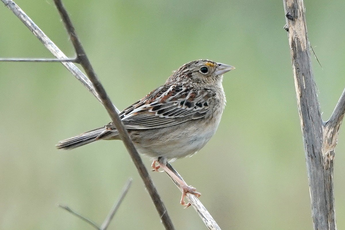 Grasshopper Sparrow - Steve Neely