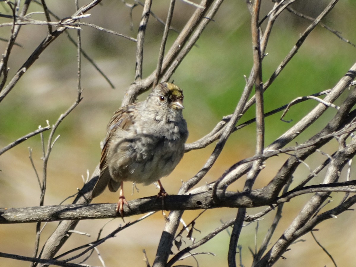 Golden-crowned Sparrow - ML557768541