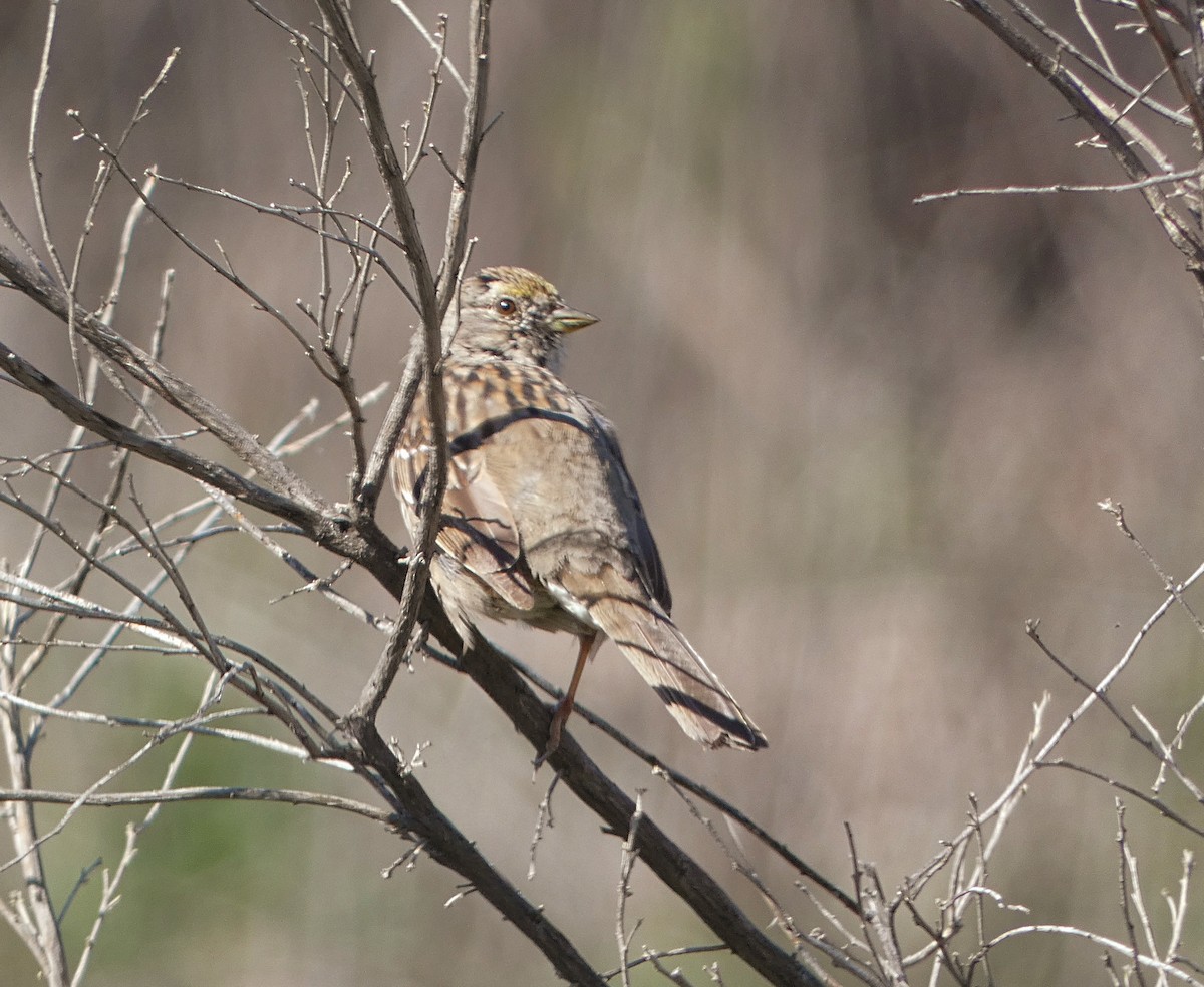 Golden-crowned Sparrow - ML557768571