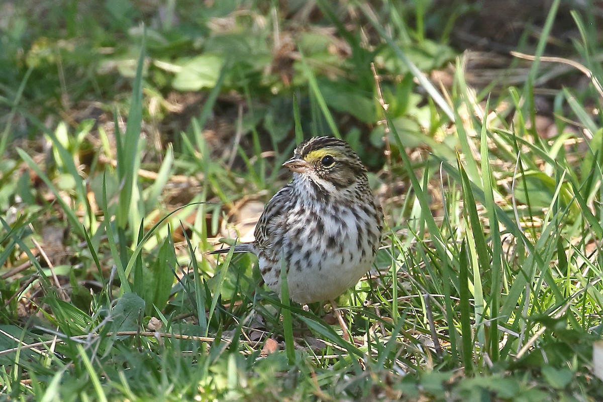 Savannah Sparrow (Savannah) - ML557771141