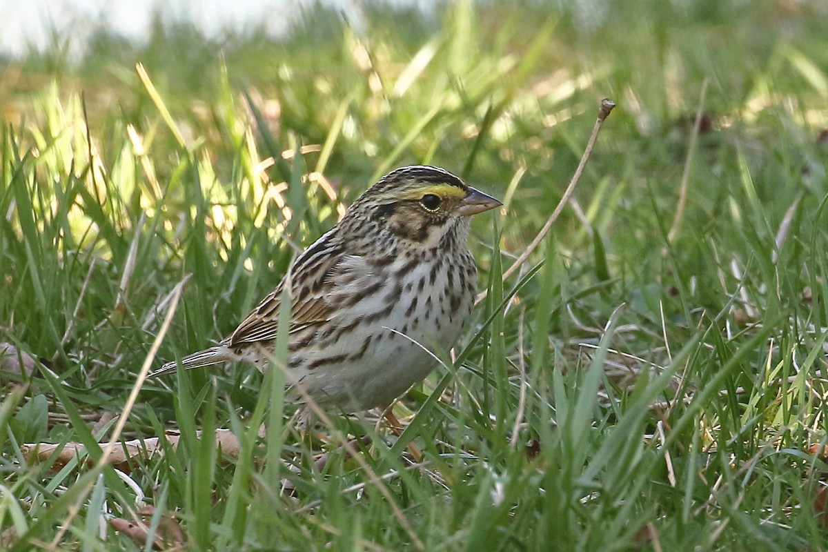 Savannah Sparrow (Savannah) - ML557771151