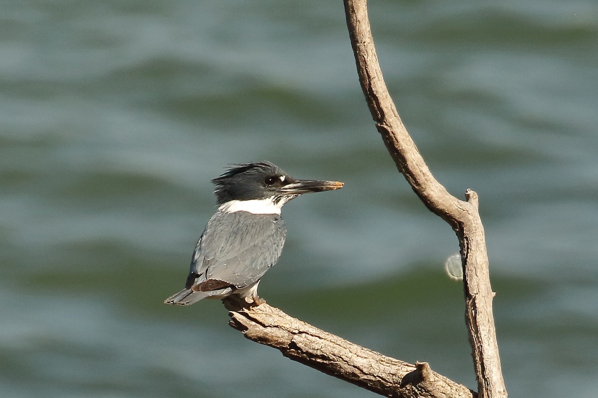 Belted Kingfisher - ML557771781