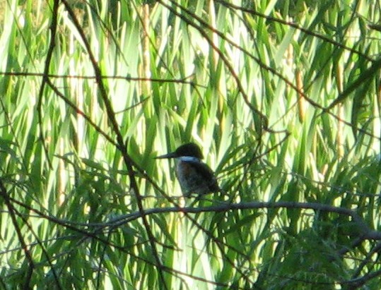 Green Kingfisher - ML55777211