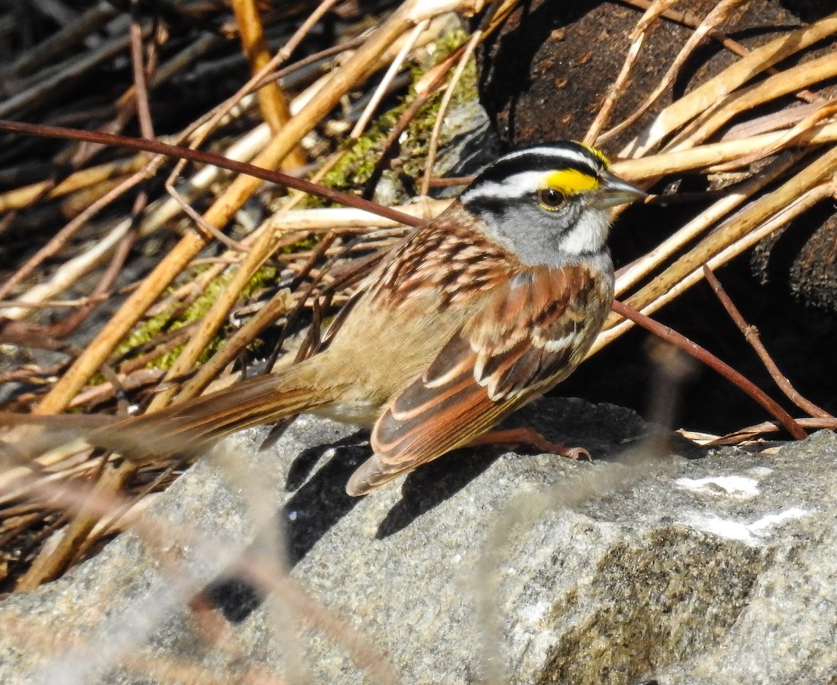 White-throated Sparrow - Sharon David