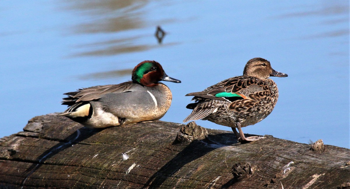 Green-winged Teal - ML557776571