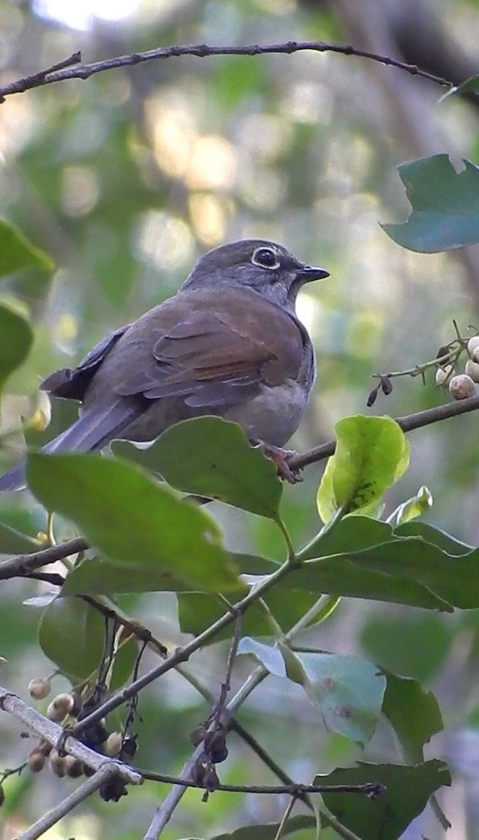 Brown-backed Solitaire - ML557782411