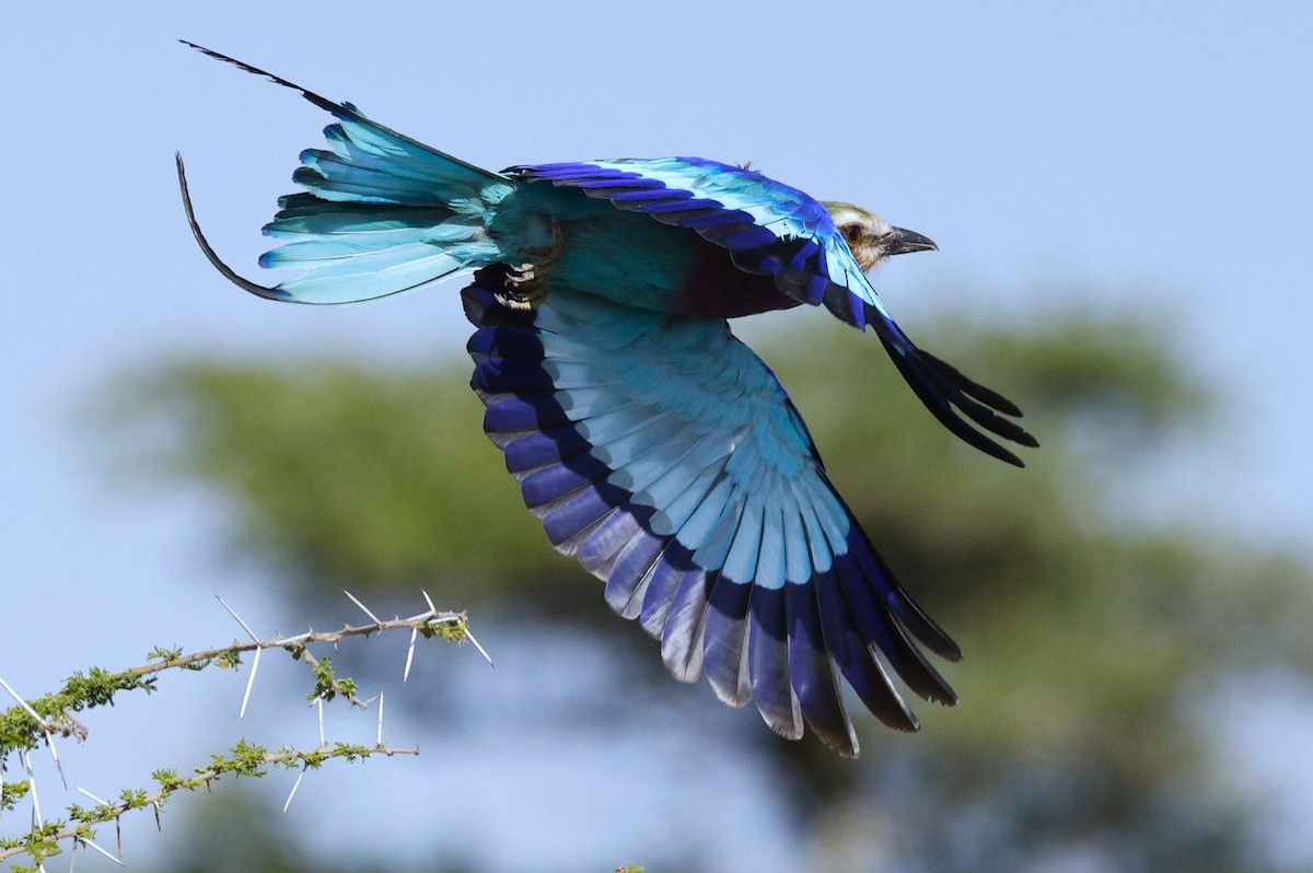 Lilac-breasted Roller - ML557786071