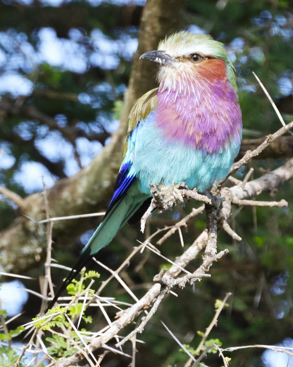 Lilac-breasted Roller - ML557786101