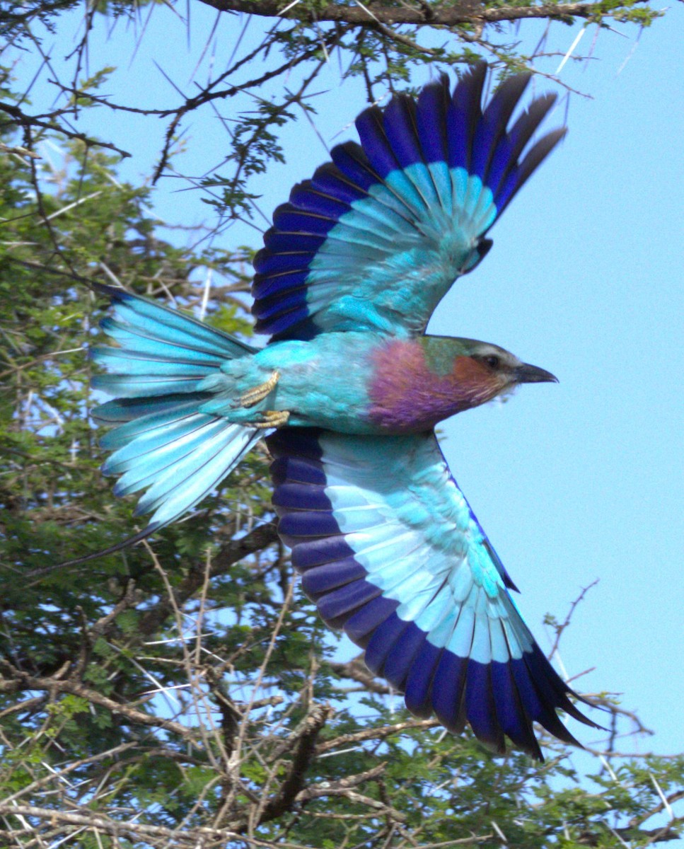 Lilac-breasted Roller - ML557786331