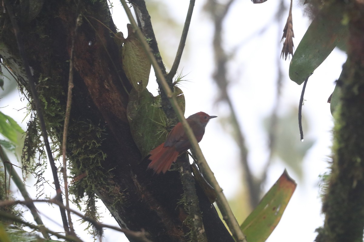 Red-faced Spinetail - ML557787541