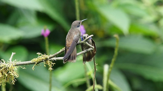kolibřík fialovouchý - ML557787901