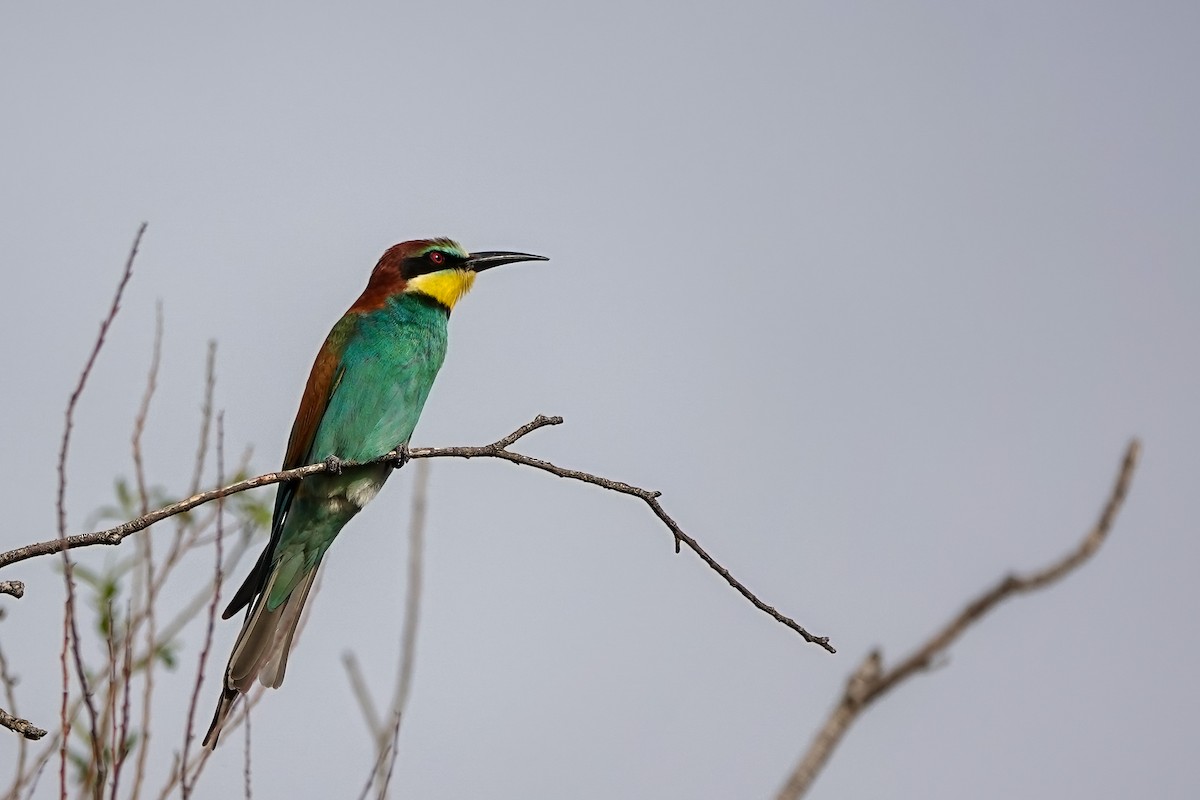 European Bee-eater - ML557789491