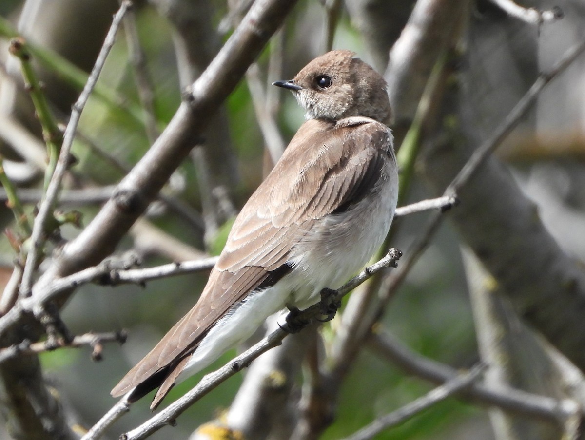 Northern Rough-winged Swallow - ML557791211