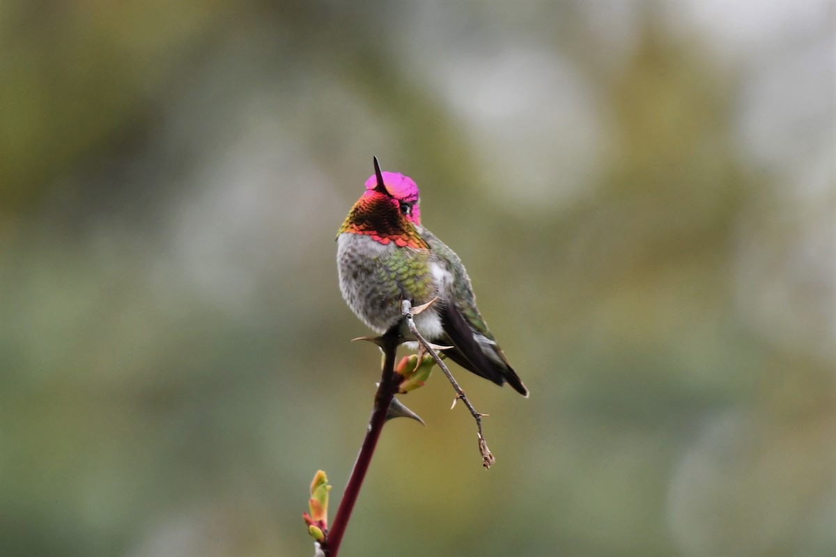 Anna's Hummingbird - ML557797571