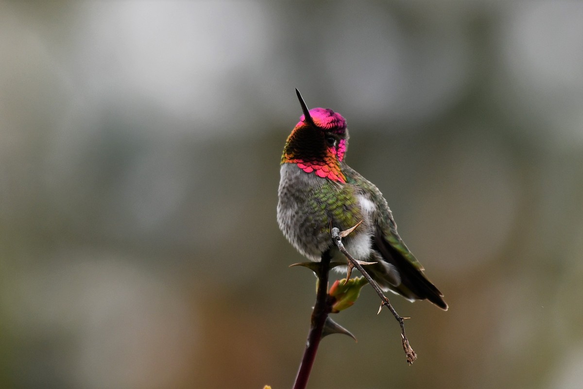 Anna's Hummingbird - ML557797651