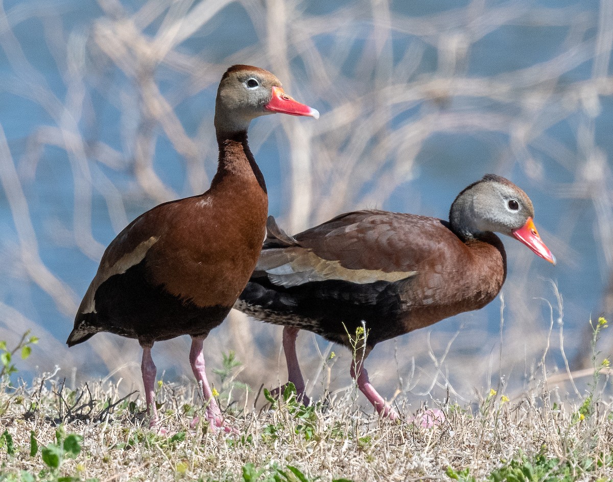 Black-bellied Whistling-Duck - Michael  Hingerty