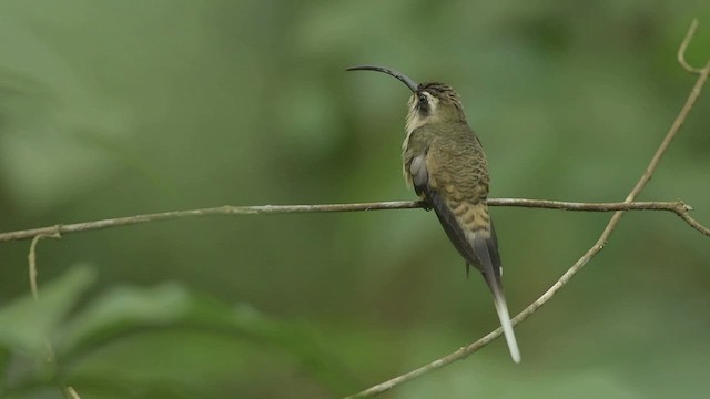 Long-billed Hermit (Central American) - ML557800871