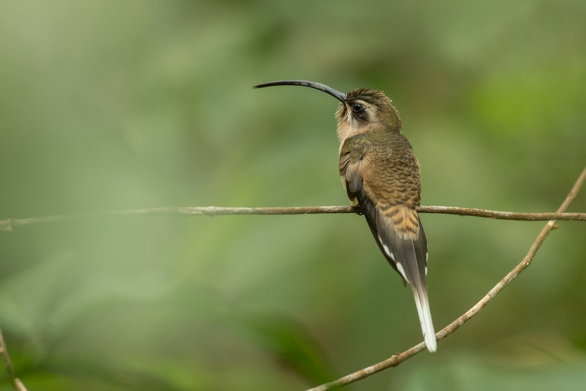 Long-billed Hermit (Central American) - ML557805161
